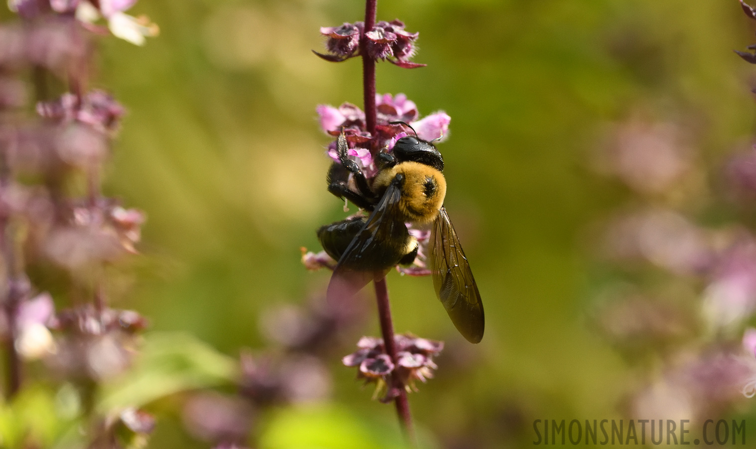 Xylocopa virginica [400 mm, 1/1600 Sek. bei f / 7.1, ISO 1600]